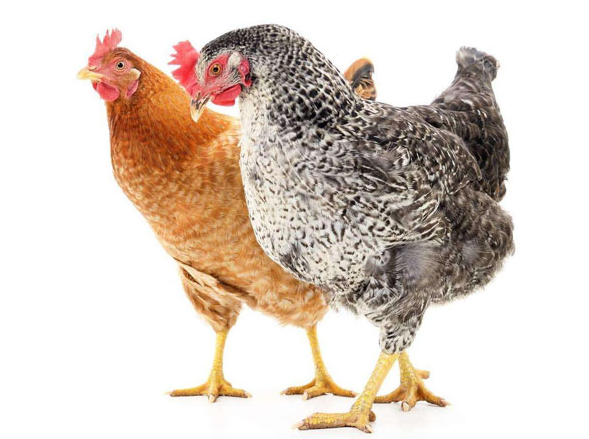 蛋鸡产蛋量与壳红素的关系